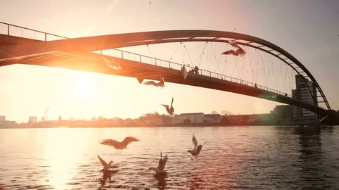 Group of birds flying over river hunting for food. beautiful sunset scenery Stock Footage 72862583
