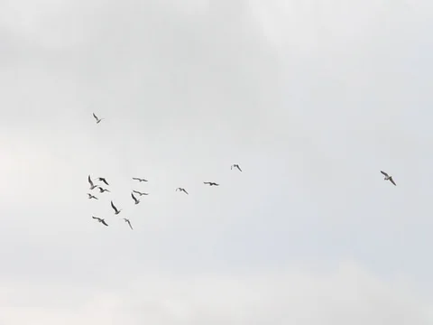 Group of Birds Flying In The Sky  Stock Footage 77454205