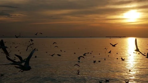 Group of birds flying at sunset Stock Footage 83087294