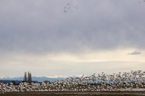 Group of birds getting ready to fly and find new adventures in the clear sky Stock Photos