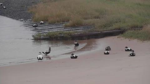 A group of birds or ducks (common eider)  on the beach near the water Stock Footage 100020932