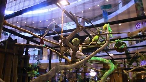 Group of birds parked in a large cage in zoo Stock Footage 280444240