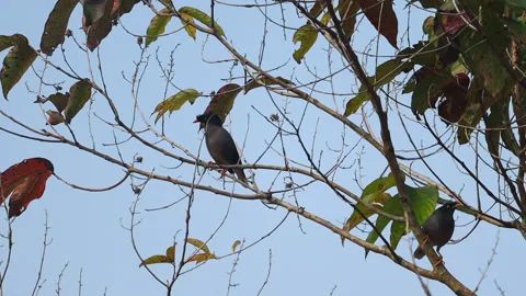 Group of Birds Perched on Tree Branches in Natural Countryside Video stock 325185330