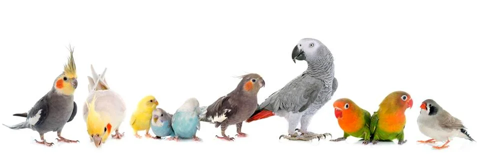 Group of birds 스톡 사진