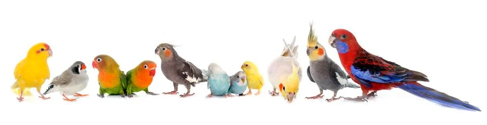 Group of birds Stock Photos