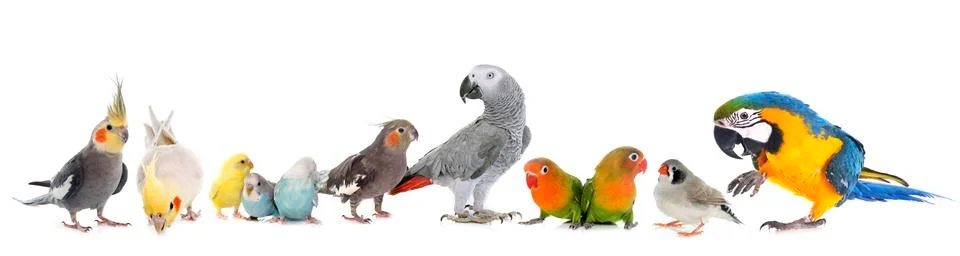 Group of birds Stock Photos