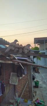 A group birds Stock Photos