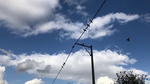 Group of birds sit in a row on an electric power line | 4k UHD Video stock 83394735