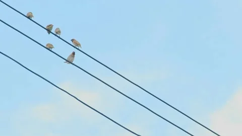 Group of birds sitting on Electrical wires power cables Stock Footage 141215231