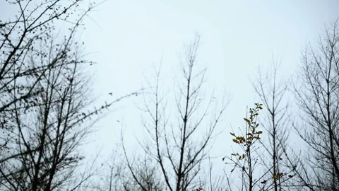 A group of birds sitting on leafless trees during foggy cold morning	 Stock Footage 124816830