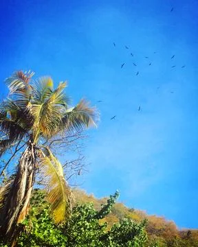 Group of birds in the sky Stock Photos