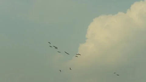 Group of Birds Soaring High in the Overcast Sky. Video stock 334654837