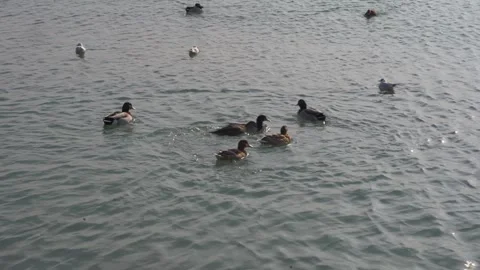 A group of birds swims on the waves Stock Footage 305261236