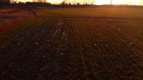 Group of birds taking off while flying over them 4K Stock Footage 87282943