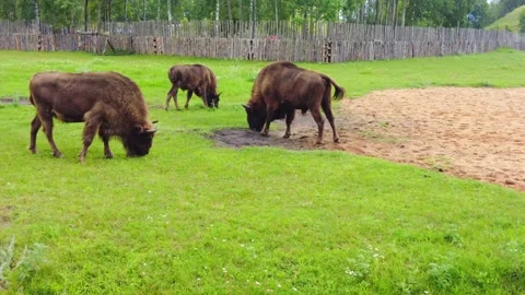 A group of bison can be seen peacefully grazing in a lush grassy area located cl Stock Footage 345959023