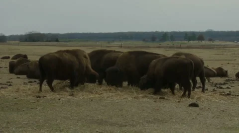 Group of bison eat 動画素材 998013