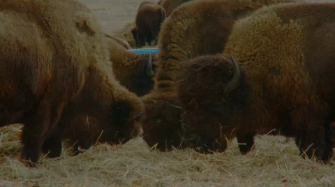 Group of bison eating CU Stock-Footage 998020