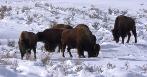 A Group of Bison Eating Grass on the Snow 스톡 동영상 240069599