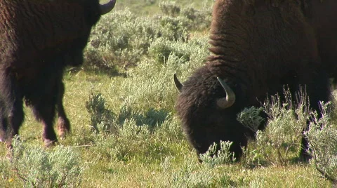 Group of bison Stock Footage 82493