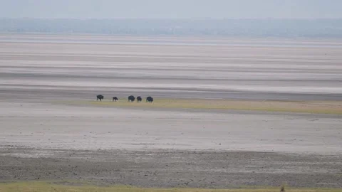 A Group Of Bison Moving Along a Huge Salt Flat Stock Footage 137148235