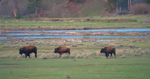 A group of bison running across Yellowstone landscape Vídeo Stock 337209710