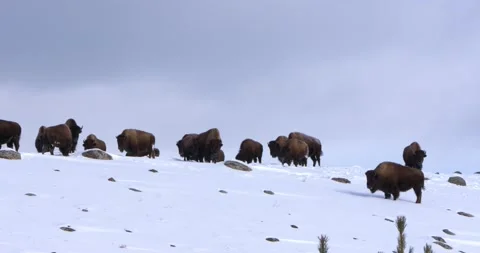 A group of bison stand on a ridge line in Yellowstone National Park 스톡 동영상 240036174