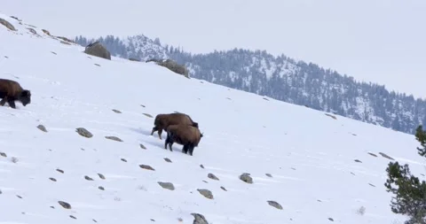 A Group of Bison Walking Slowly on the Snow 스톡 동영상 240069547
