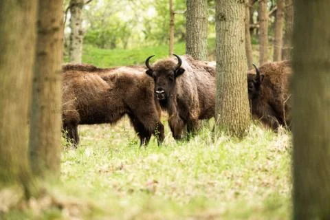 Group of bisons in forest Stock Photos