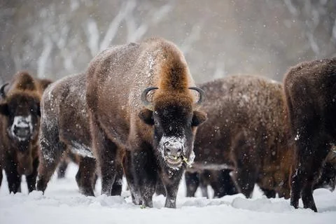 Group of bisons Stock Photos