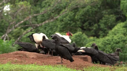 Group of Black and King vulture, Costa Rica, large bird found in South America.  Vídeo Stock 260238525