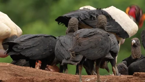 Group of Black and King vulture, Costa Rica, large bird found in South America.  Vídeo Stock 260255809