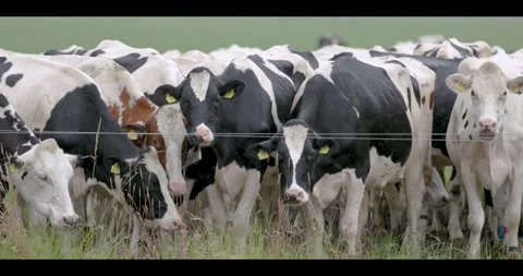 A group of black and white cows Stock Footage 311027666
