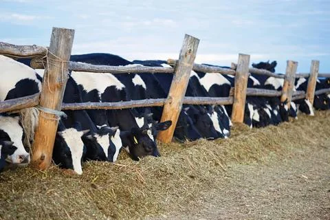 Group of black and white cows standing near wooden fence Fotos de archivo