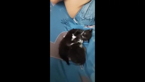 Group of black and white kittens playing on a sofa at a friend's house Stock Footage 342255896