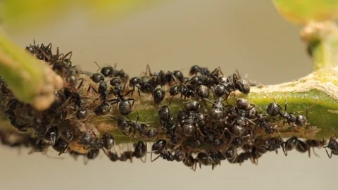Group of black ant on a tree. Stock Footage 97372991