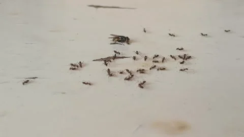 A group of black ants and flies swarming around the table Stock Footage 336933268