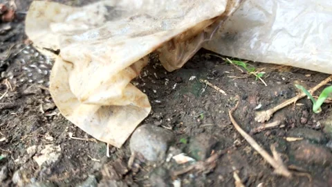 Group of black ants carrying their eggs Stock Footage 211100506