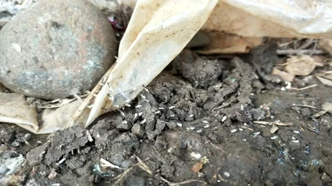 Group of black ants carrying their eggs Stock Footage 211100511