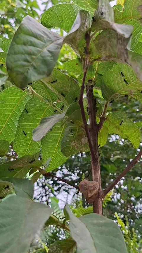 Group of Black Ants Crawling on Green Leaves and Tree Branch Stock Footage 341995573