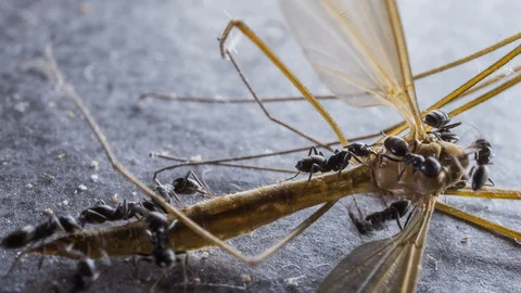 Group of black ants dealing with dead flying insect, timelapse 4k Stock Footage 128849219