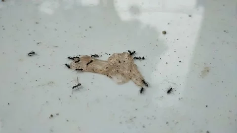 A group of black ants eating pudding leftovers Stock Footage 206668561