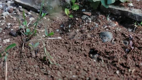 Group of black ants Stock Footage 210027638