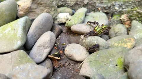 A group of black ants Stock Footage 281629668