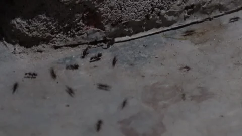 A group of black ants Stock Footage 312781634
