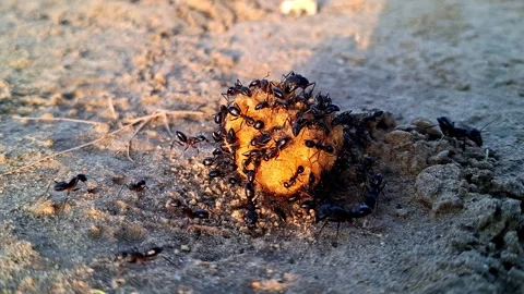 Group Of Black Ants Gathering Around Food Granule Stockbeeldmateriaal 339305010
