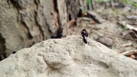 Group Of Black Ants Gathering On Stone Vídeo Stock 336707871