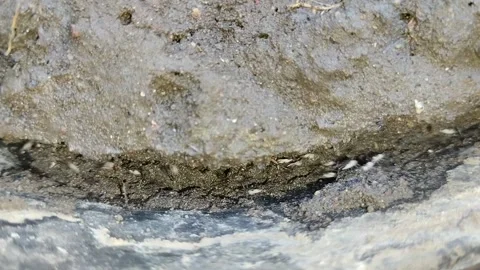 A group of black ants moving their eggs 스톡 동영상 285590387