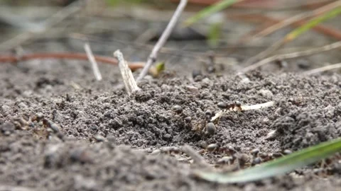 Group of black ants removing dry wood sticks from nest bionic swarm intelligence 스톡 동영상 337325908
