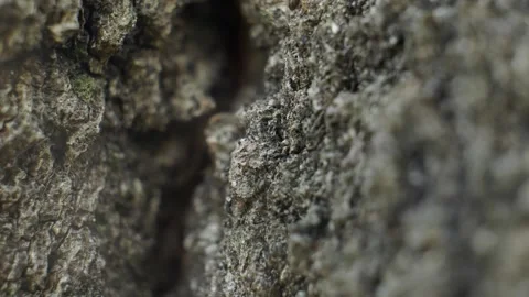 Group of black ants running on tree bark, macro video footage. Stock-Footage 335266601