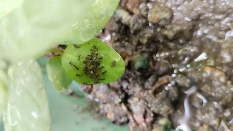 A group of black ants with their eggs on leaves to avoid wet soil 스톡 동영상 287409742